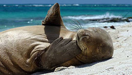 What Do Hawaiian Monk Seals Eat? – Hawaii Marine Animal Response