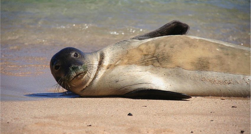 Why is the Hawaiian Monk Seal Endangered? – Hawaii Marine Animal Response