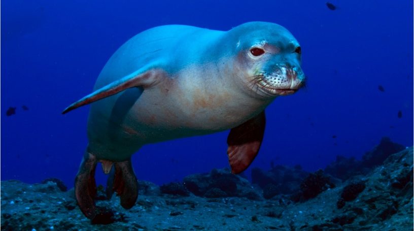 What Do Hawaiian Monk Seals Eat? – Hawaii Marine Animal Response