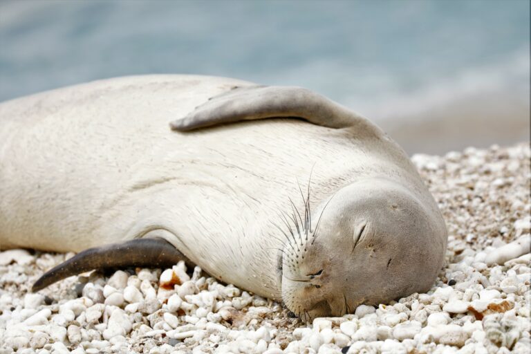 Why is the Hawaiian Monk Seal Endangered? - Hawaii Marine Animal Response