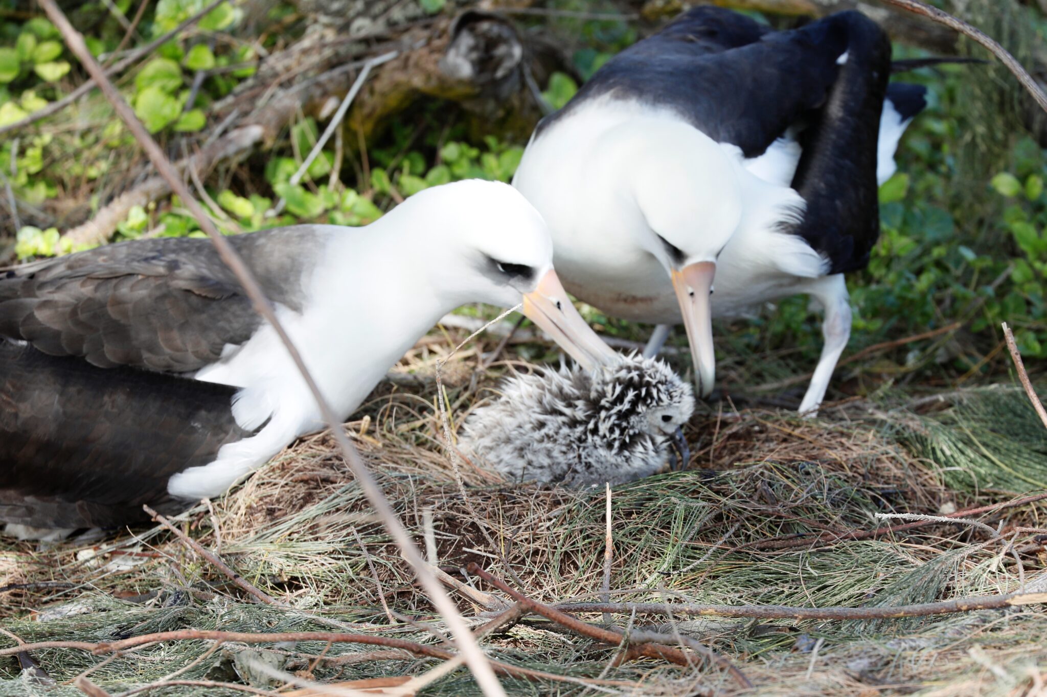 An Introduction To The Laysan Albatross - Hawaii Marine Animal Response