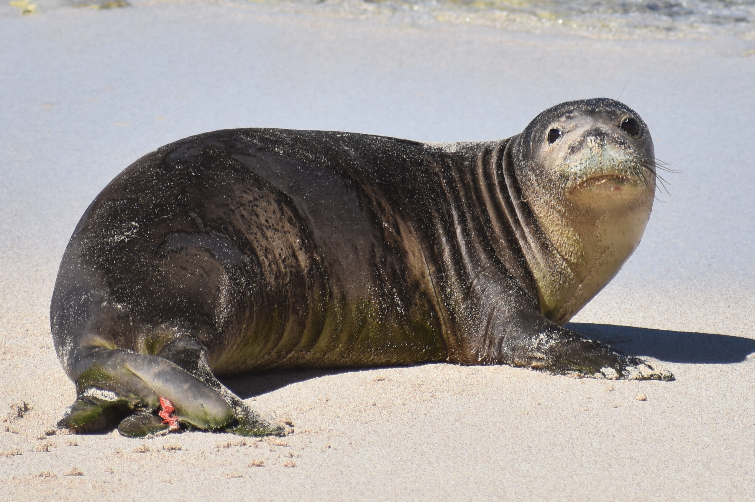 More About Hawaiian Monk Seals Archives Hawai i Marine Animal Response