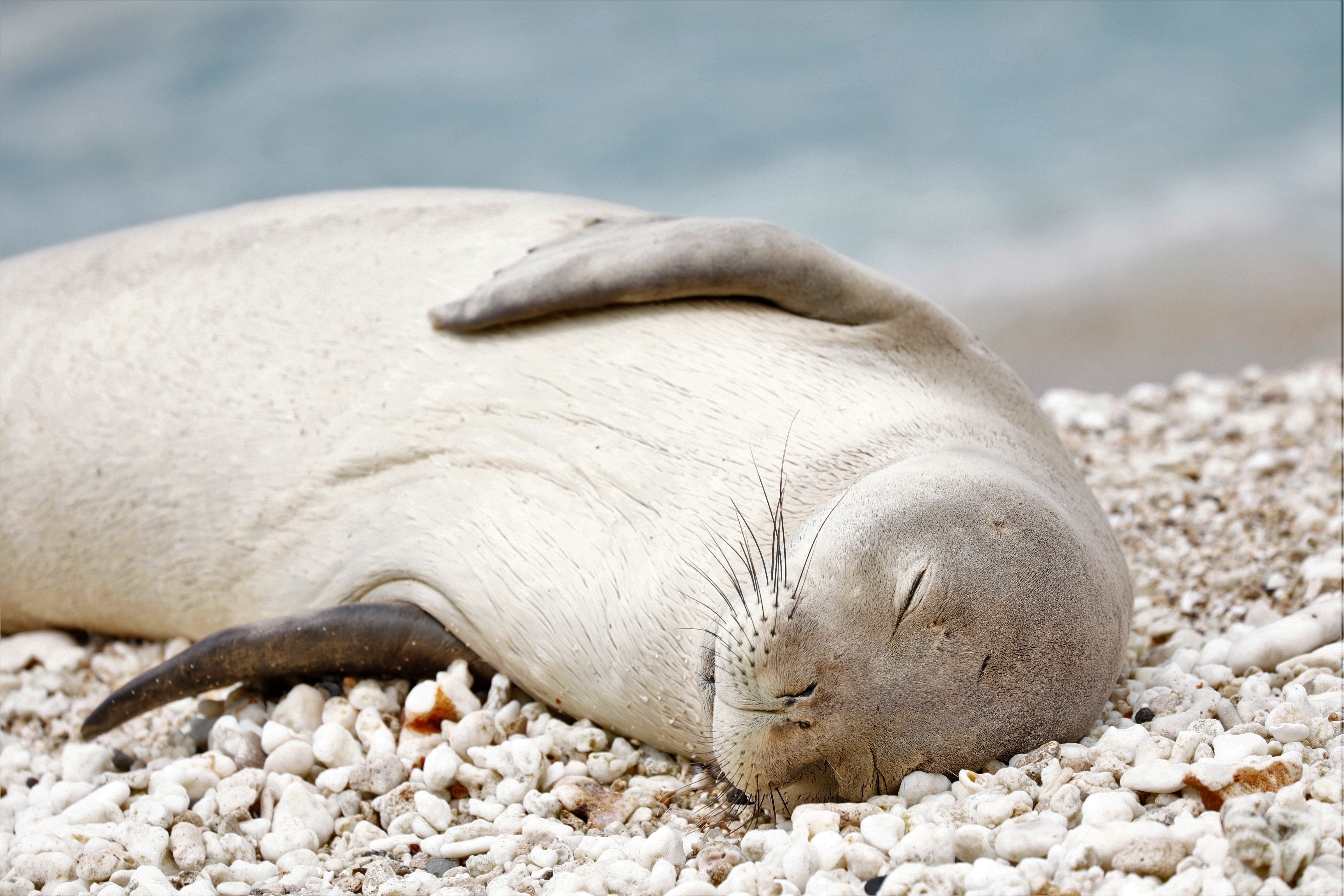 hawaiian monk seal conservation efforts