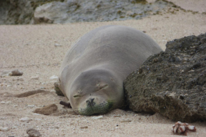 What Do Hawaiian Monk Seals Eat? - Hawai'i Marine Animal Response