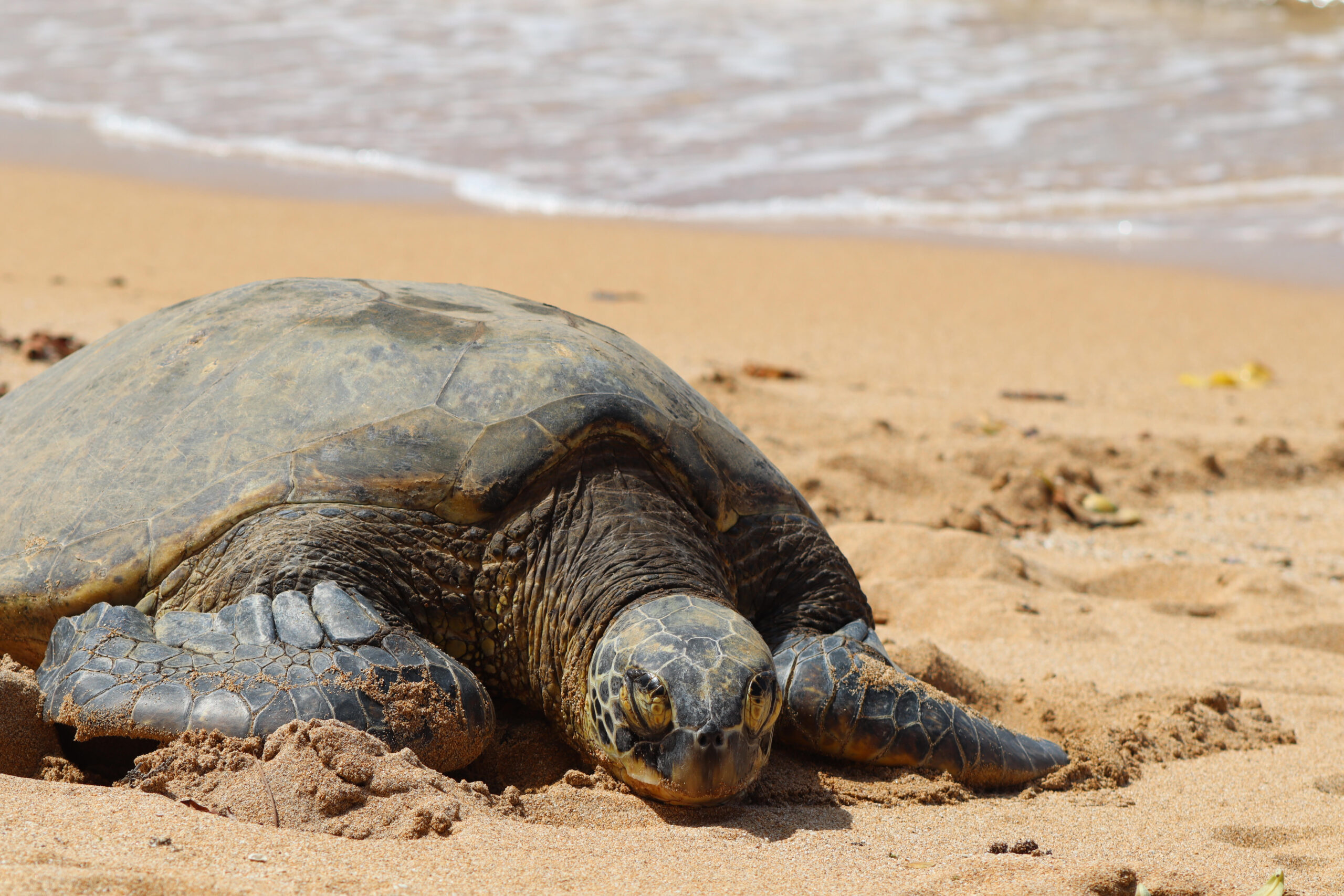 Why Do Sea Turtles Come to Shore 