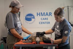 HMAR Saving a Sea Turtle