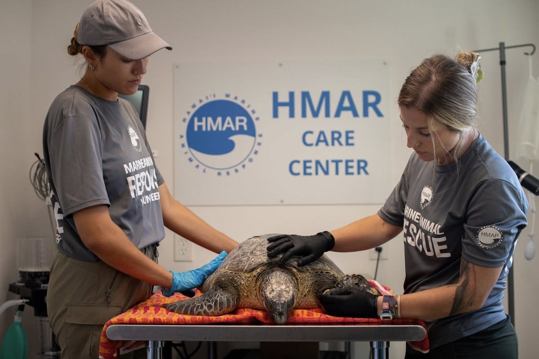 HMAR Saving a Sea Turtle