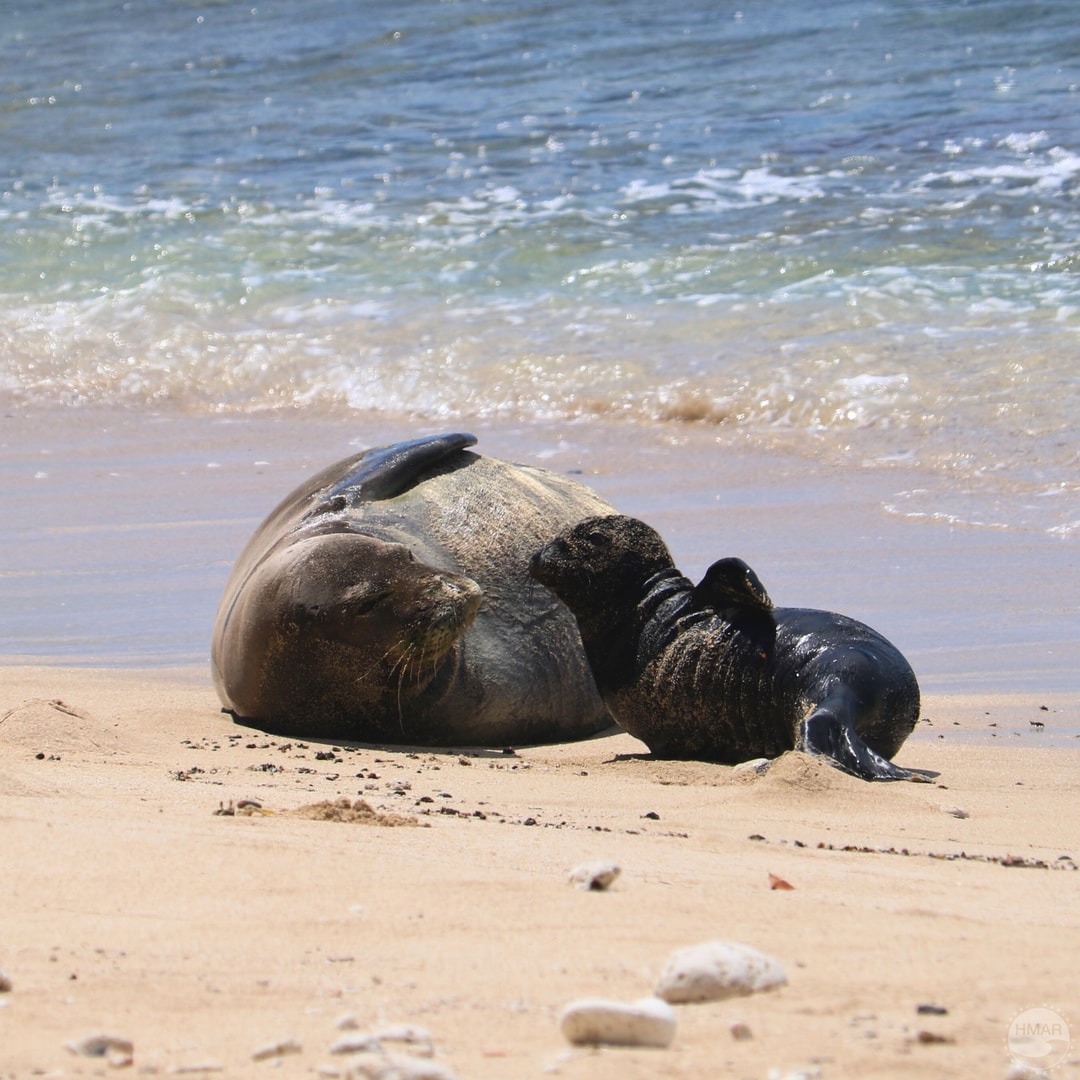 Seal Mom and Pup
